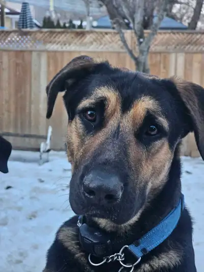 King Sheppard mix, View more