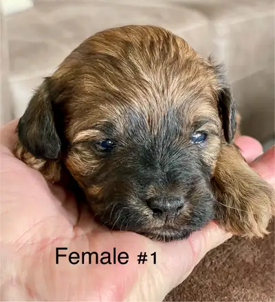 Miniature Schnoodle Puppies, View more