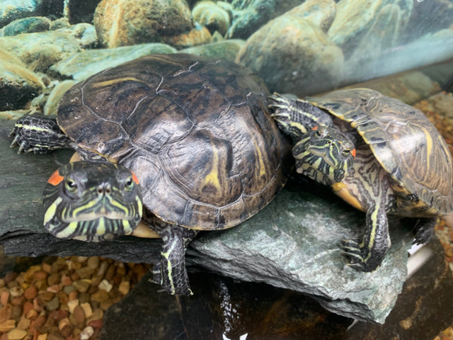 Red eared slider turtles  in Reptiles & Amphibians for Rehoming in North Bay - Image 3