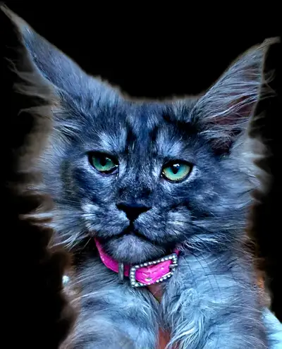 Champion Maine Coons (647) 933-6293, View more