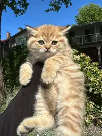 British kitten available 