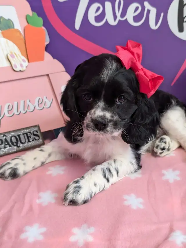 Cocker spaniel prêt mai 25 in Dogs & Puppies for Rehoming in West Island - Image 5