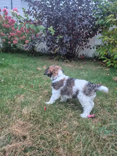 Chiot cockapoo, View more