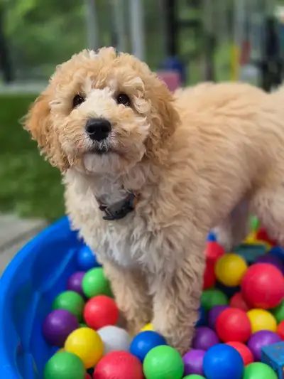 2027 Labradoodle Puppies , View more