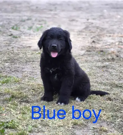 *LABERNARD  PUPPIES*, View more