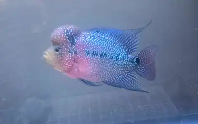 AAA KAMFA flowerhorn cichlid fish aquarium tank , View more