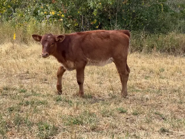 Assorted sizes and breeds of weaned calves heifers and steers in Livestock in Vernon - Image 8