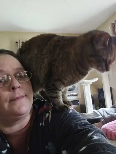 Quiet, clean, responsible tenant (43F) seeking 1-bed main-floor - Room and Board if possible — $1,20...