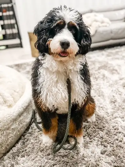 Join the waitlist for 2026 standard and medium Bernedoodles! It fills up fast at this time of year!...