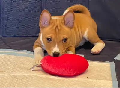 Basenji puppies for sale November 2025, View more