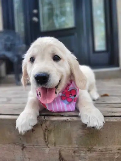 Beautiful English Style Golden Retrievers, View more
