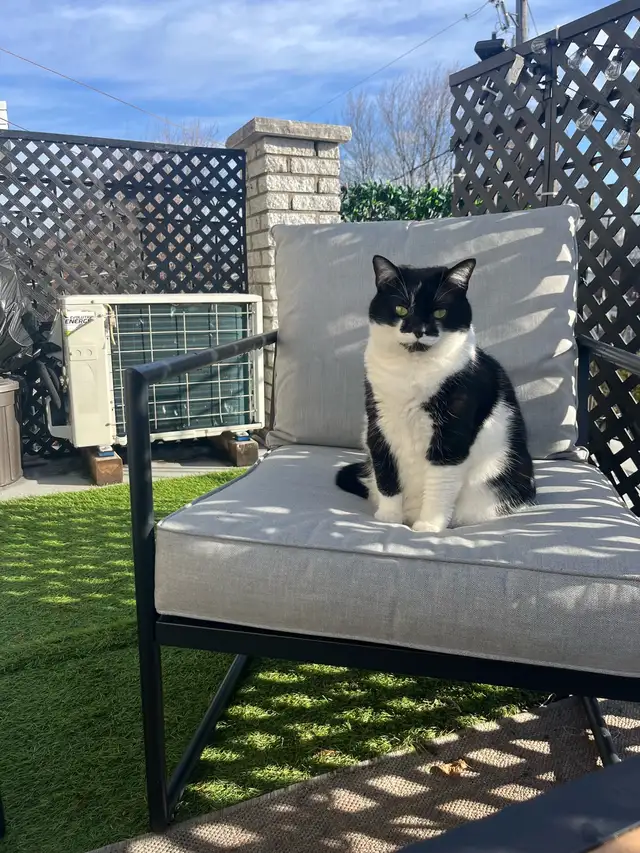 Chatte de 3 ans  in Cats & Kittens for Rehoming in Saint-Jean-sur-Richelieu - Image 4