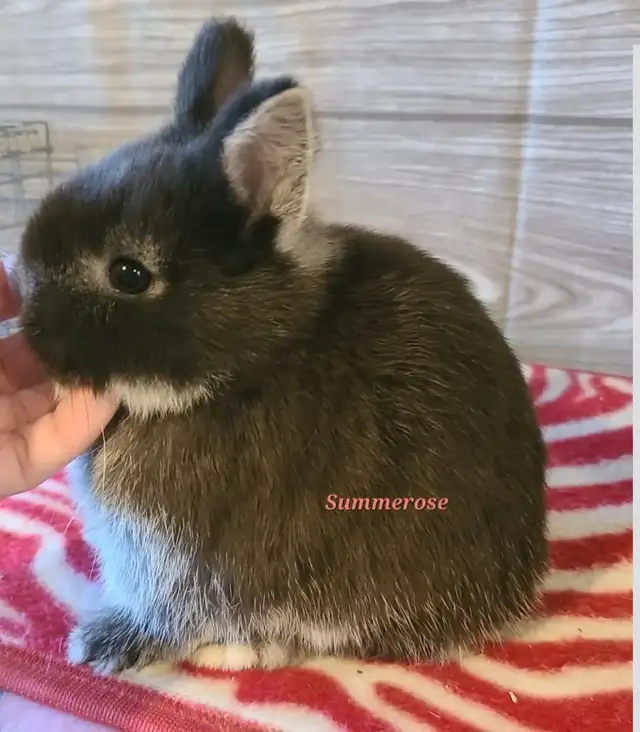 Netherland Dwarf Bunny in Small Animals for Rehoming in Kingston - Image 3