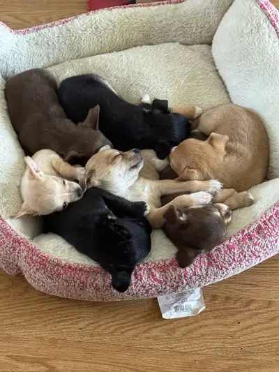 Salut je vais avoir mes chiots prets a partir le 28 mai (8 semaine) des chihuahua dear head pure rac...