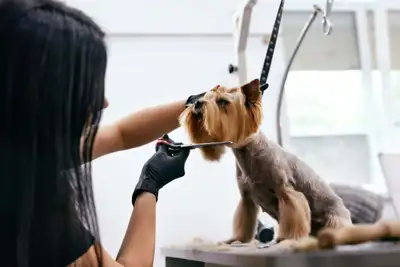 New pet salon in Barrie hiring dog groomers and cat groomers! Must have minimum 2 + experience Groom...