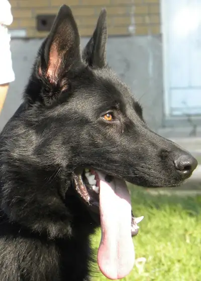 GERMAN SHEPHERD MALE  (IMPORT), View more