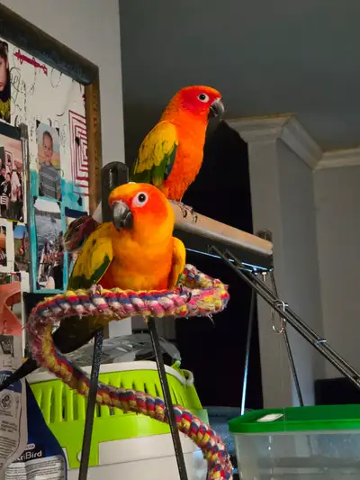 Couple de conure soleil, View more