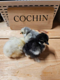 Bantam cochin chicks