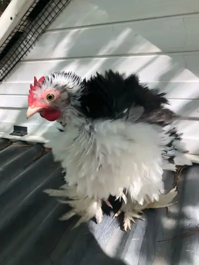 Free bantam silkie Roos , View more