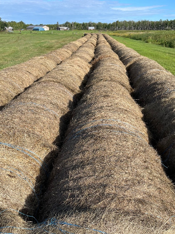 Hay for sale Livestock Winnipeg Kijiji