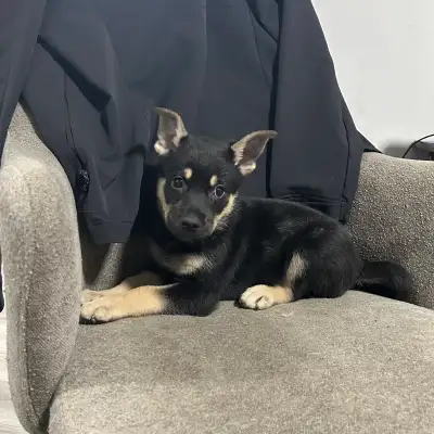 Puppies!!, View more