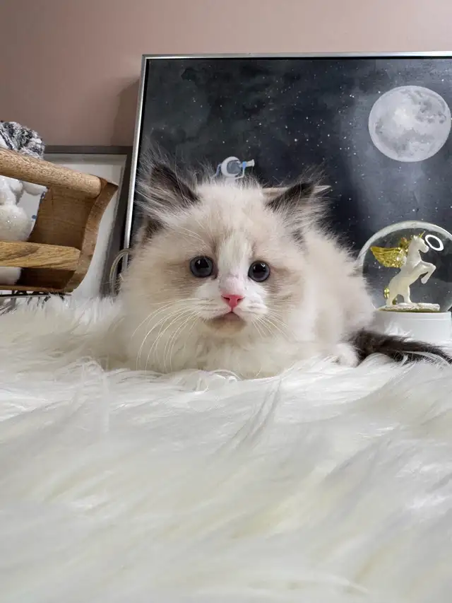 purebred ragdoll boy