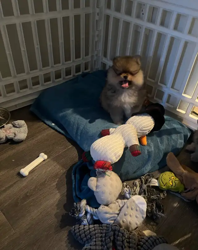 Teddy bear pomeranians in Dogs & Puppies for Rehoming in Mississauga / Peel Region - Image 10
