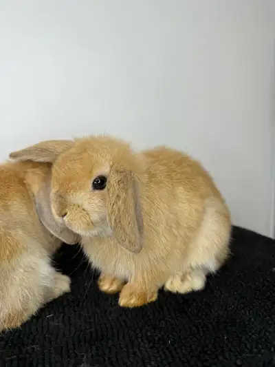 holland lop girls , View more