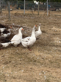 Geese hatching  eggs