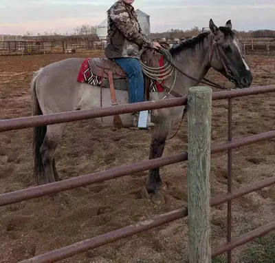5 year old gelding , View more