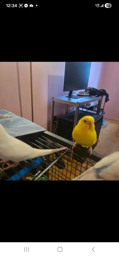 baby budgie bird, View more