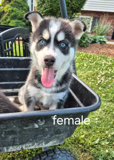 Pomsky Puppies Ready to Go!!, View more
