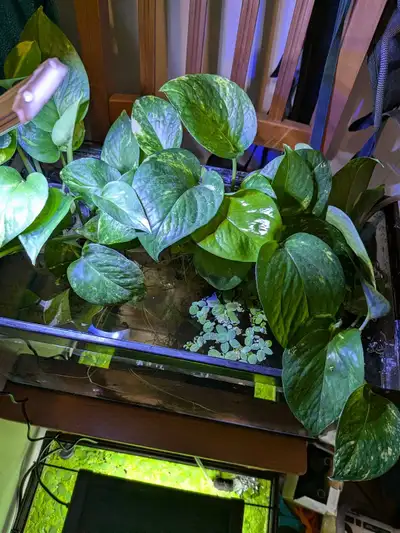 Pothos à vendre, View more