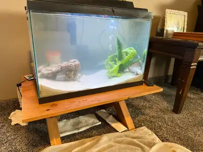 Axolotl & gold fish, View more