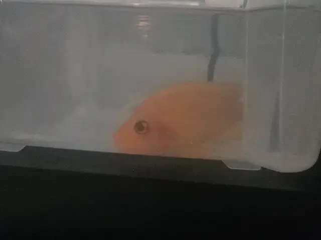 Red Devil cichlid in Fish for Rehoming in London - Image 2