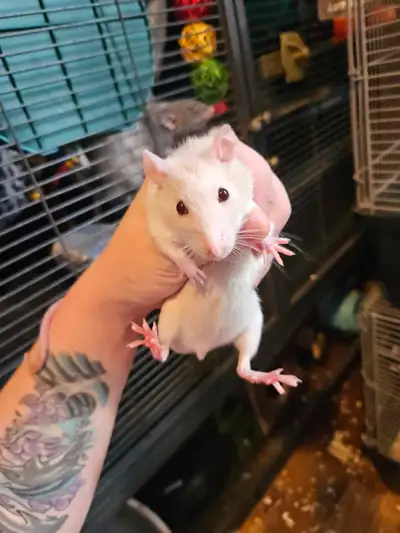 Rats (Boys), View more