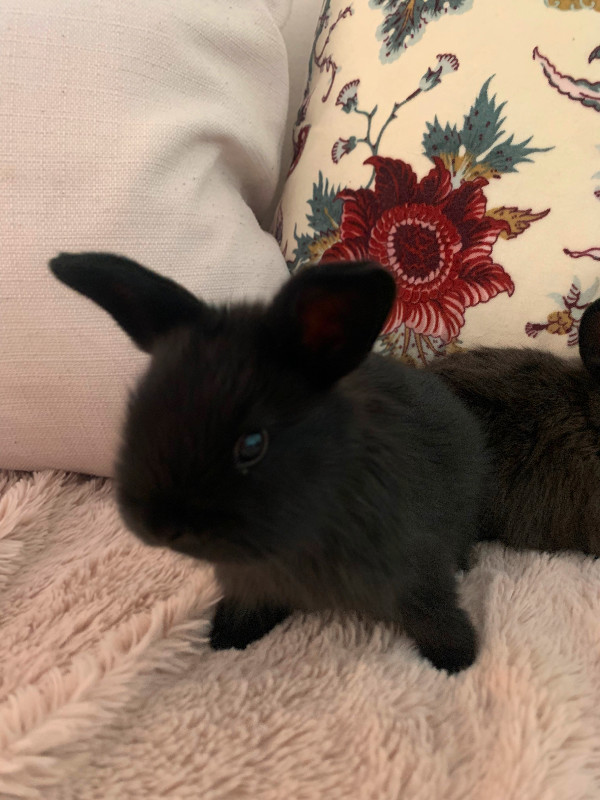 6 week old netherland dwarf x holland lop babies in Small Animals for Rehoming in Delta/Surrey/Langley - Image 3