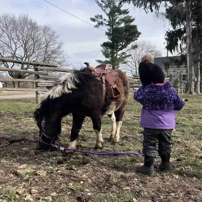 Miniature Horse Pony, View more