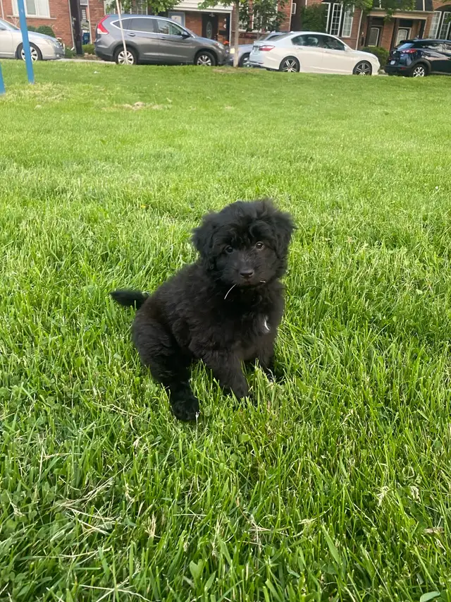 puppies looking forever home in Dogs & Puppies for Rehoming in Mississauga / Peel Region - Image 3