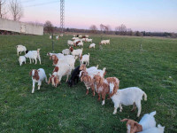 Boer goat herd for sale by auction
