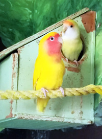 super cute lovebirds pair