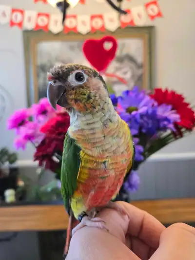 hand tame three months old conure, View more