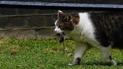 looking for a mouser (cat), View more