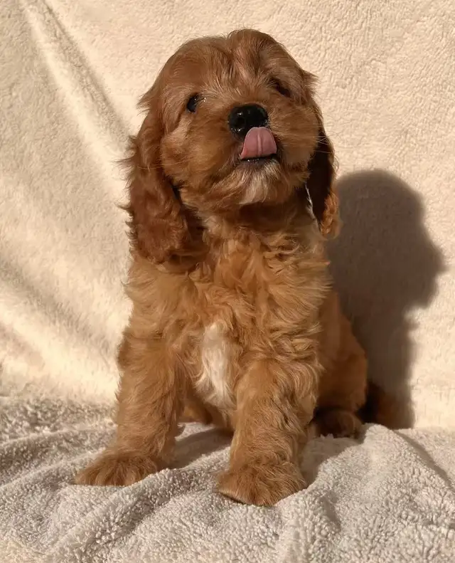 Mini cockapoo puppies in Dogs & Puppies for Rehoming in City of Montréal - Image 3