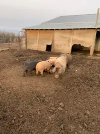 Hogs for sale 