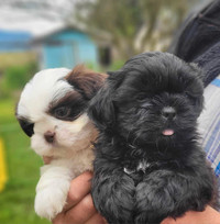 Teddy Bear Shichon Puppies