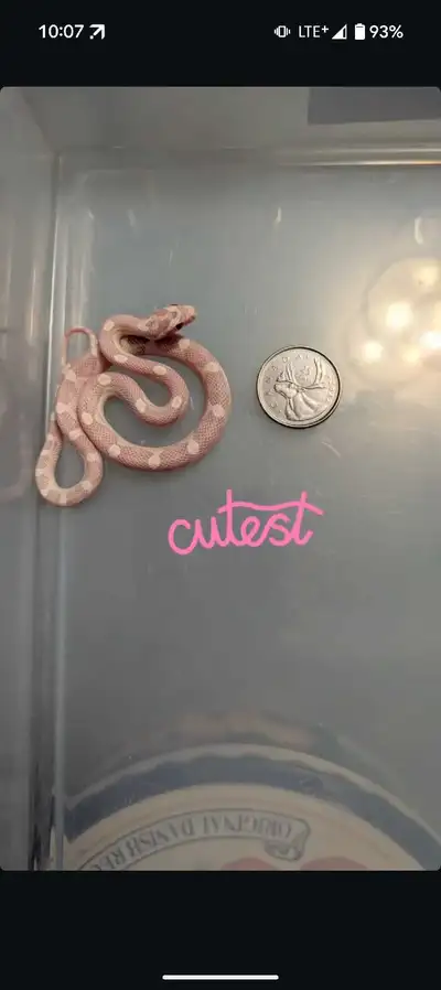 cornsnake baby , View more