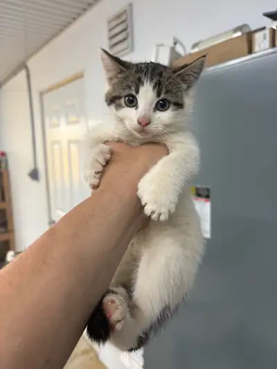 3 chatons de ferme, on toujours été dans un bureau Les 2 blancs sont des femelles et celui avec du j...