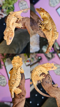 Female crested geckos
