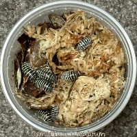 Zebra Isopods (Armadillidium Maculatum)
